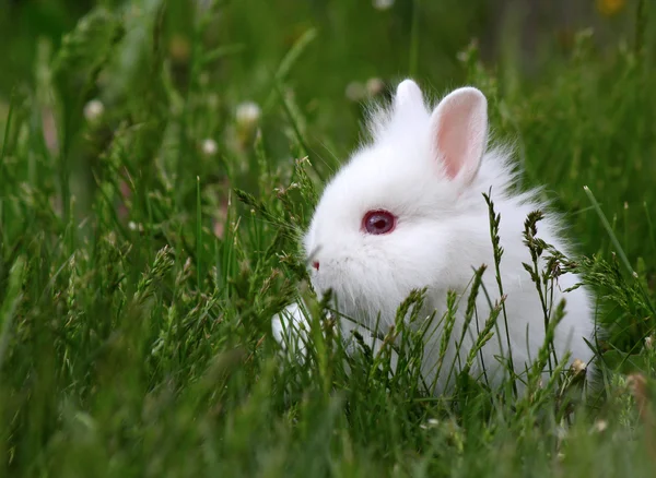 Cüce beyaz tavşan. — Stok fotoğraf