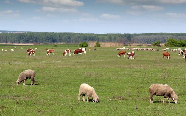 Lantbruksdjur i betesmark — Stockfoto