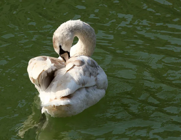 Swan op groen water lake — Stockfoto