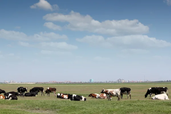 Корови на пасовищі з містом на задньому плані — стокове фото