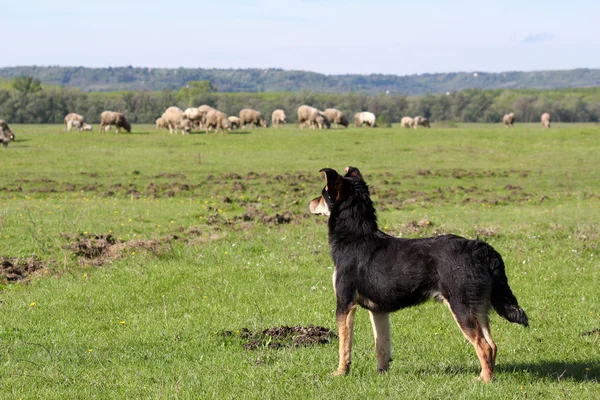 Sheepdog with herd of sheep in background — Stock Photo, Image