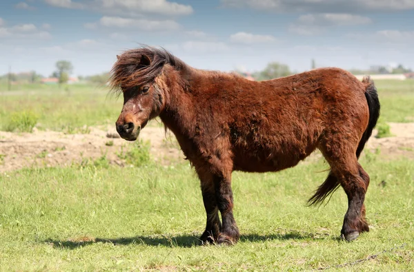 Cavalo de pônei marrom em pasto — Fotografia de Stock