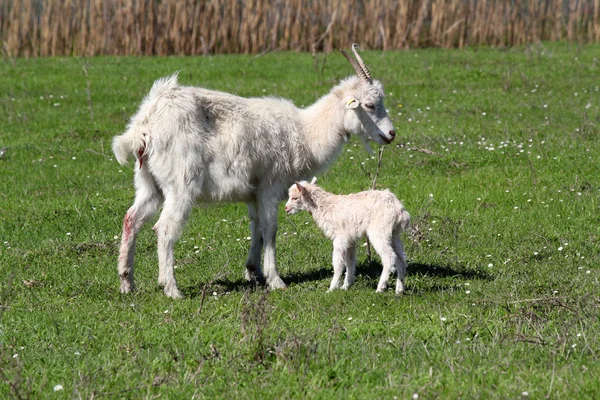 Acaba de nacer pequeña cabra — Foto de Stock