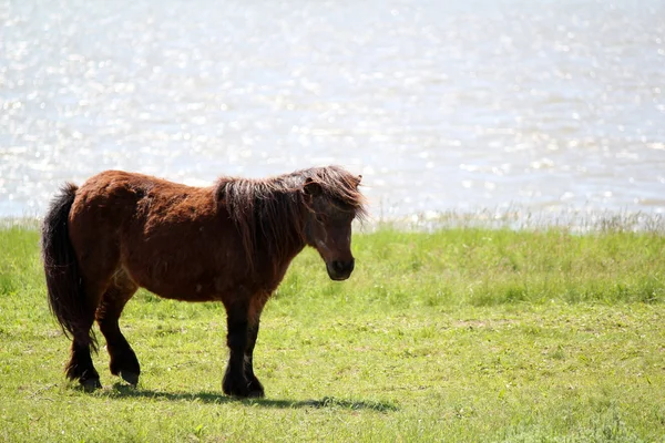 Cavalo de pônei marrom na ribeira — Fotografia de Stock