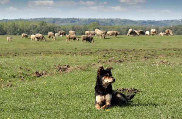Perro pastor y rebaño de ovejas en el fondo —  Fotos de Stock