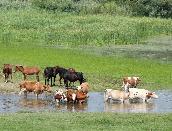 Εκτρεφόμενα ζώα στον ποταμό — Φωτογραφία Αρχείου
