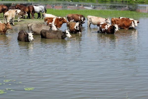 Σκηνή αγρόκτημα με αγελάδες στις όχθες ποταμού — Φωτογραφία Αρχείου