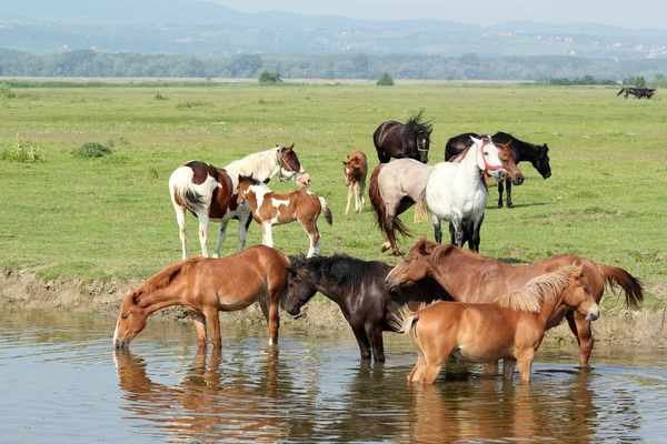 Стадо коней на річці — стокове фото