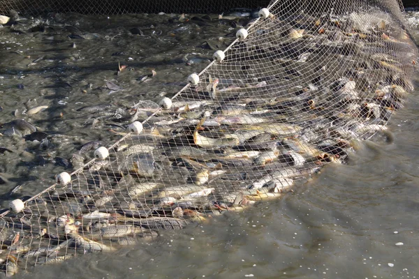 Treibnetz voller Fische — Stockfoto