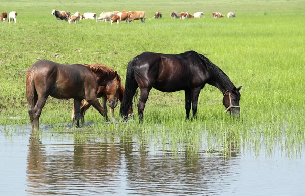 牧草地の農場の動物 — ストック写真