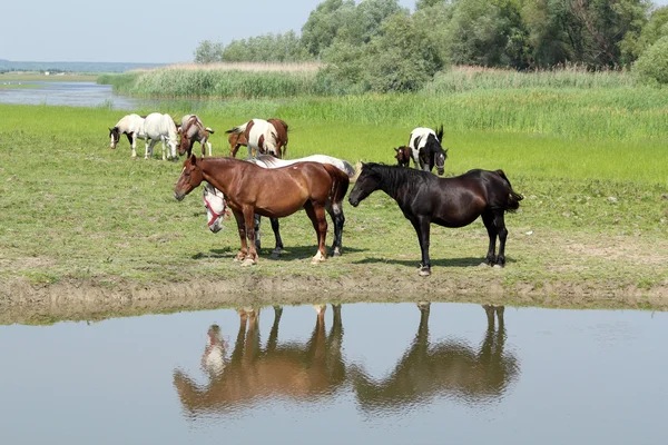 Cavalli in piedi sulla riva del fiume — Foto Stock