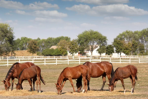 Коричневий коней фермі сцена — стокове фото