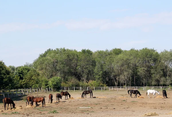 Horses farm scene — Stock Photo, Image
