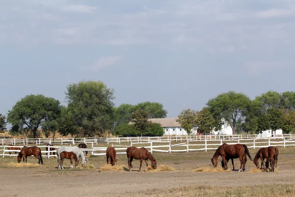 Granja con caballos —  Fotos de Stock