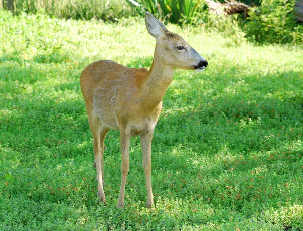 Deer doe stojí v lese — Stock fotografie