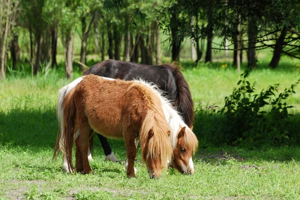 Pony horses in pasture — Stock Photo, Image