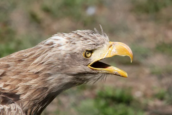 Eagle screaming portrait — Stock Photo, Image