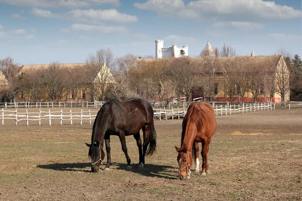 Конюшня с загоном и лошадьми — стоковое фото