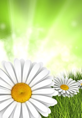 Nature background - daisies on green background clipart