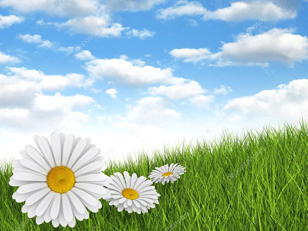 Nature background - daisies in the meadow and blue sky