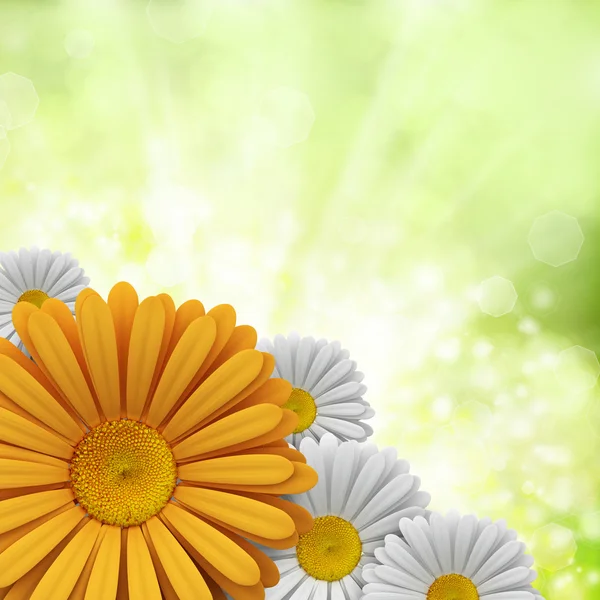 Květiny na zeleném pozadí — Stock fotografie