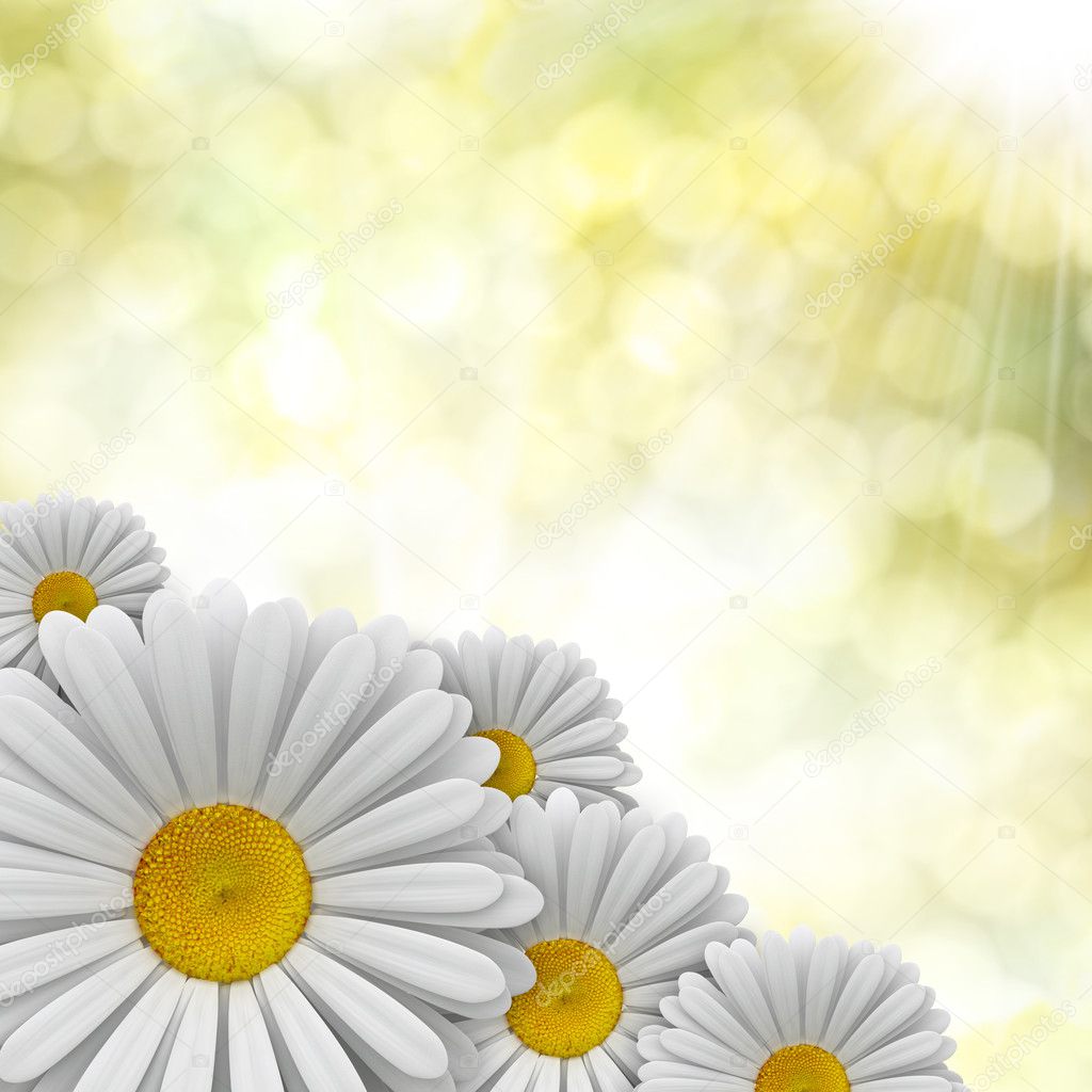 Nature background - perfect daisies