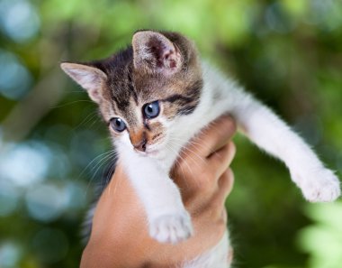 Şirin Bebek kedi