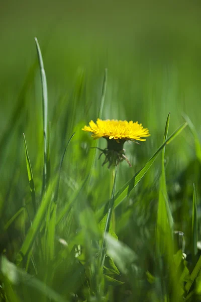 Одуванчик в зеленой траве — стоковое фото