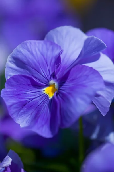 stock image Flower