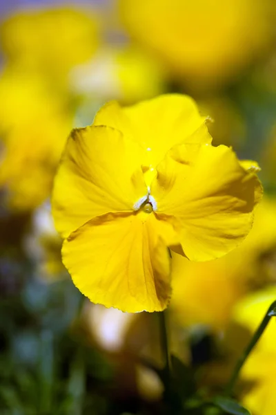 Virág — Stock Fotó