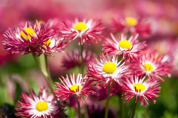 Stock image Spring Flowers