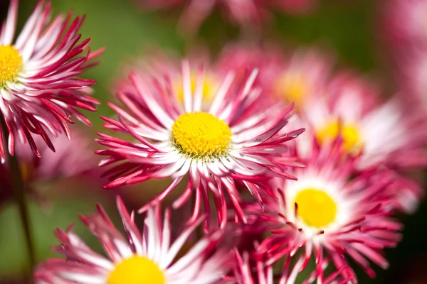 stock image Red flowers in nature