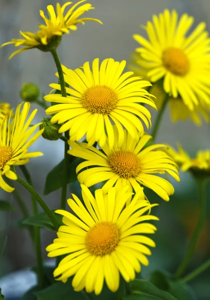 Жовта квітка — стокове фото