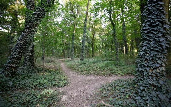 Walkpath erdő — Stock Fotó