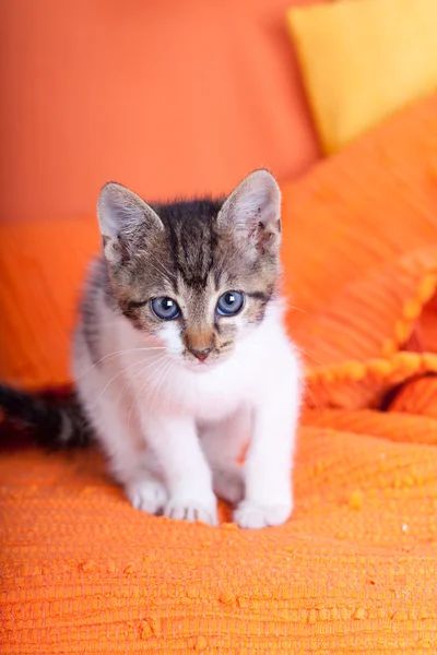 Cat siting on the bed — Stock Photo, Image