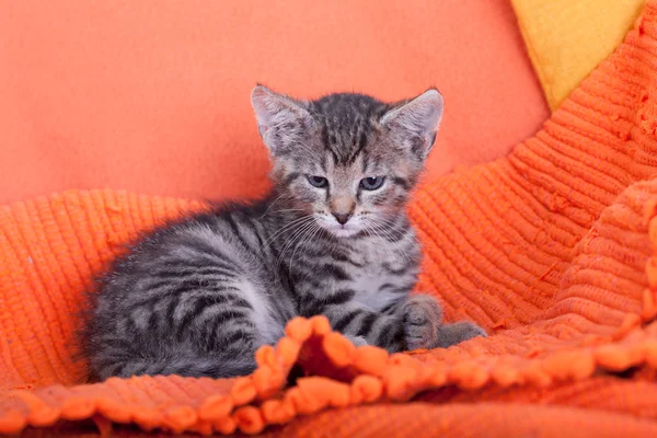 Grey kitten — Stock Photo, Image