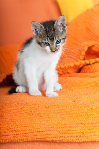 Baby cat — Stock Photo, Image