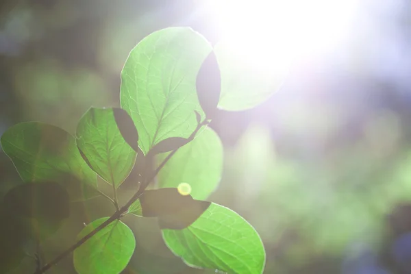Lesní listy proti slunci — Stock fotografie