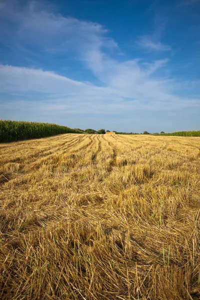 Золотое пшеничное поле после сбора урожая — стоковое фото