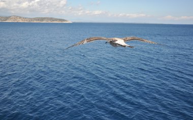 Deniz ve martı