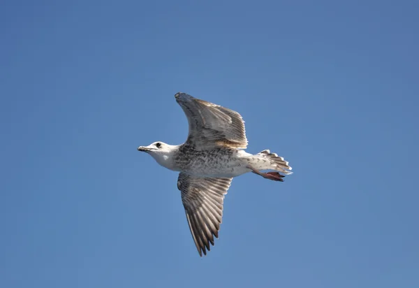 stock image Seagull