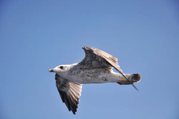 Stock image Seagull