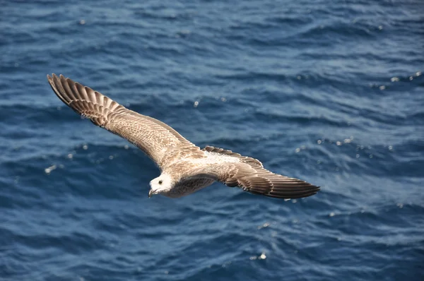 Stock image Seagull