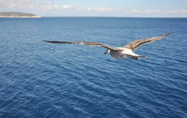 stock image Seagull