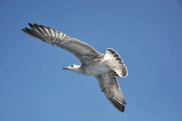 Stock image Seagull