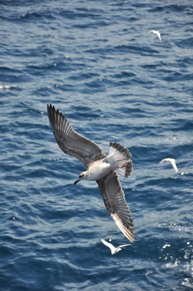 stock image Flying seagull