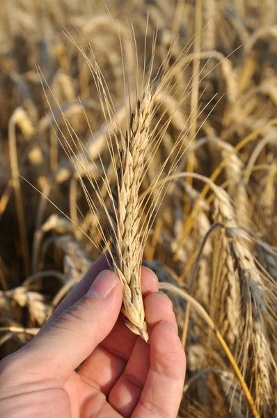 Pšenice v lidské ruce — Stock fotografie