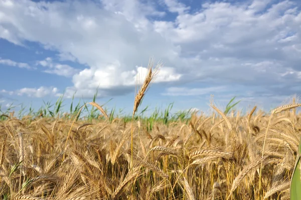 Золотое пшеничное поле — стоковое фото