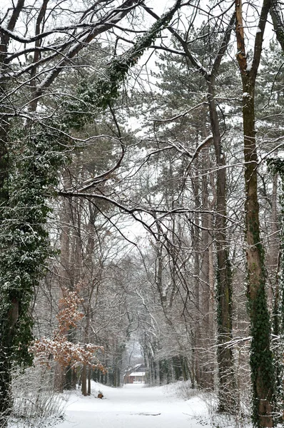 Zimowy spacer — Zdjęcie stockowe