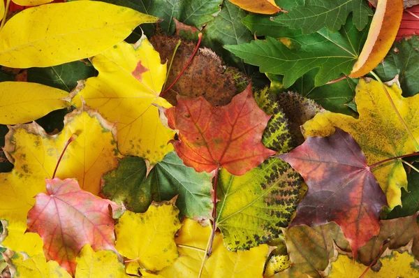 Beautiful Colors of Autumn — Stock Photo, Image